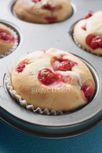 Redcurrant muffins in baking tin — Stock Photo
