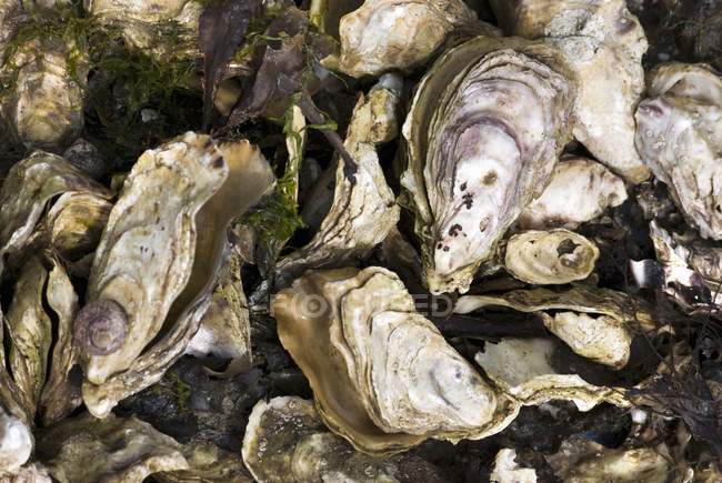 Conchas de ostras frescas - foto de stock