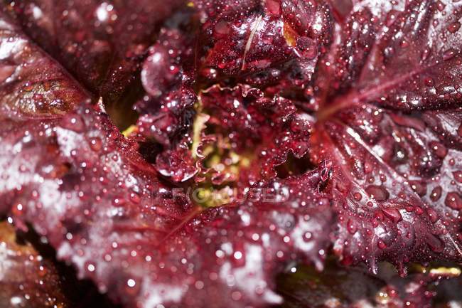 Dew drops on red lettuce — Stock Photo