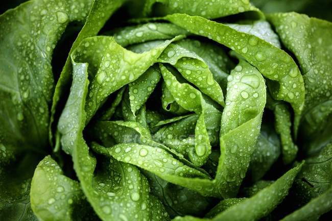 Freshly washed lettuce — Stock Photo