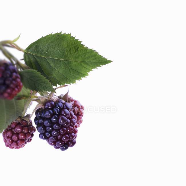 Unripe blackberries with leaves — Stock Photo