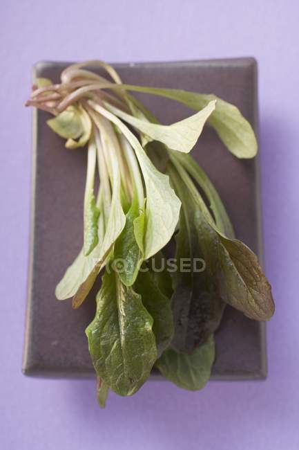 Bouquet de salade de maïs rouge — Photo de stock