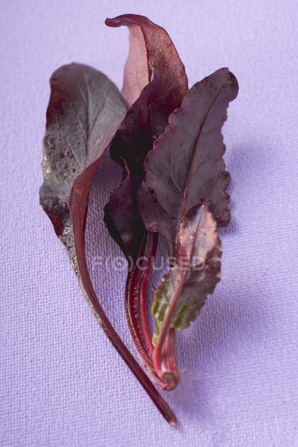Frische Rote-Bete-Blätter — Stockfoto