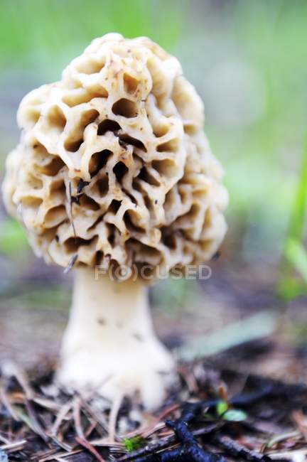 Closeup view of a morel mushroom growing on ground — Stock Photo