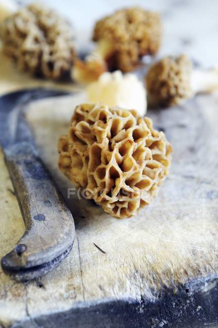 Funghi di spugnola freschi — Foto stock