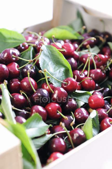 Fresh picked Cherries with leaves — Stock Photo