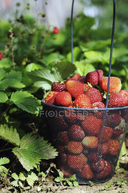 Strawberries in wire basket — Stock Photo