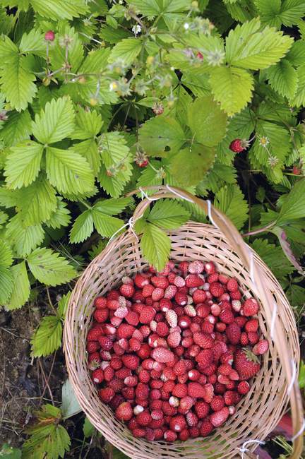 Wild strawberries in basket — Stock Photo