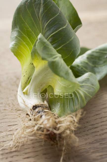 Closeup view of green Cicorino on wooden surface — Stock Photo