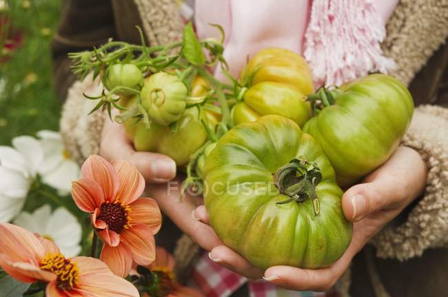 Femme tenant des tomates vertes — Photo de stock