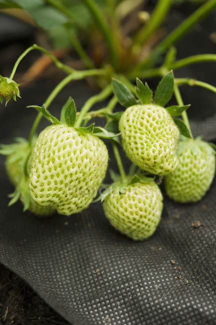 Unreife grüne Erdbeeren — Stockfoto