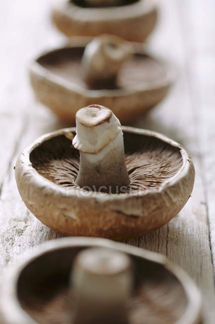 Fresh picked Mushrooms — Stock Photo
