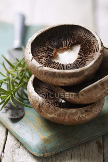 Vista close-up de um topo de cogumelos empilhados — Fotografia de Stock