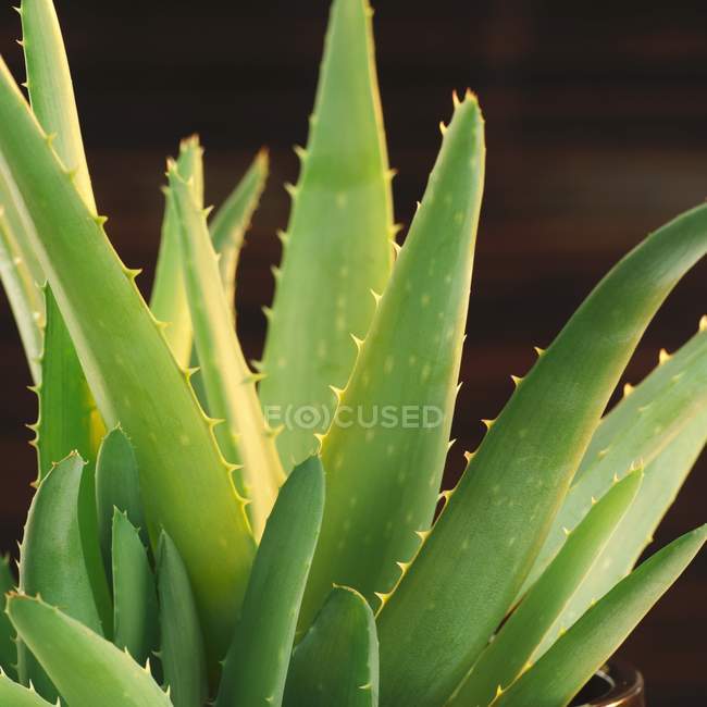 Aloe vera planta em vaso — Fotografia de Stock