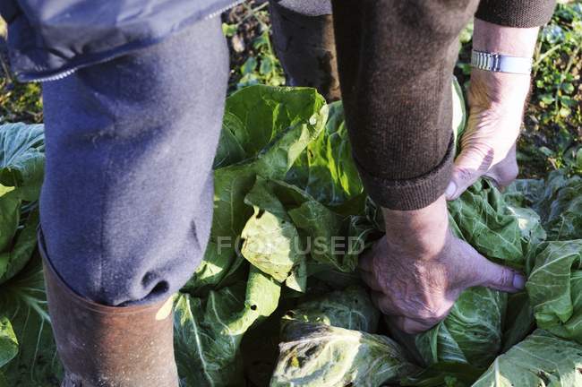 Мужчина вытаскивает капусту из овощной грядки — стоковое фото