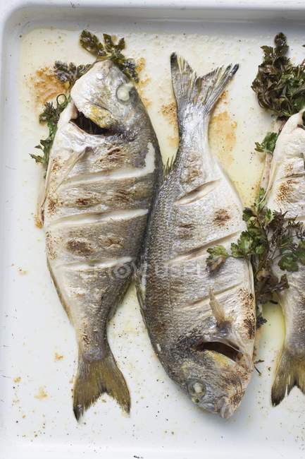 Roasted sea breams with parsley — Stock Photo