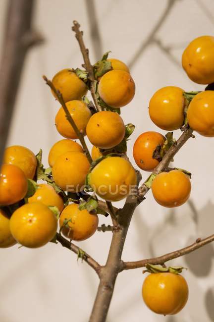 Persimmons frescos no ramo — Fotografia de Stock