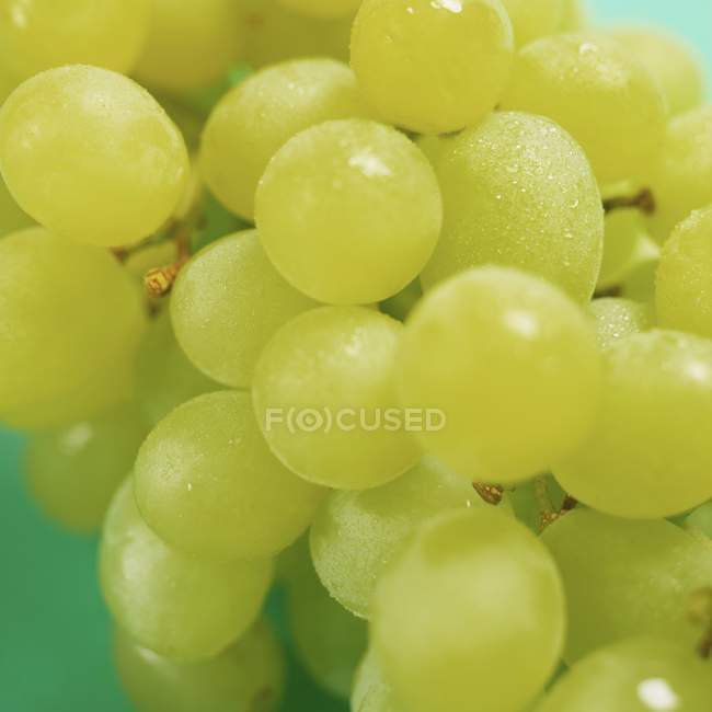 Uvas verdes frescas - foto de stock