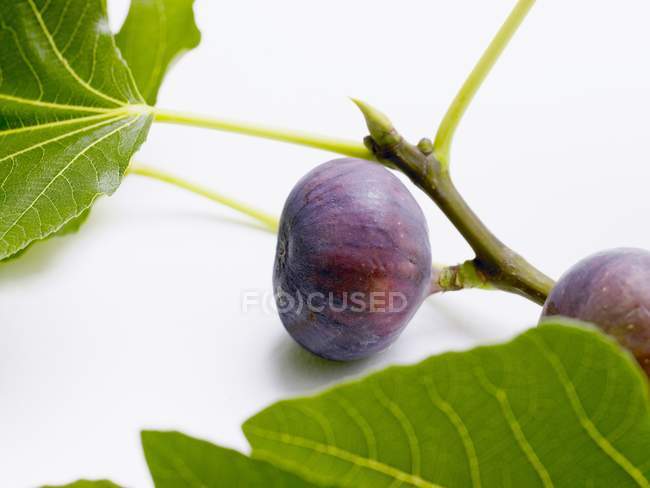 Figues fraîches sur branche — Photo de stock