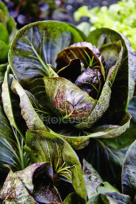 Chicory leaves in a garden — Stock Photo