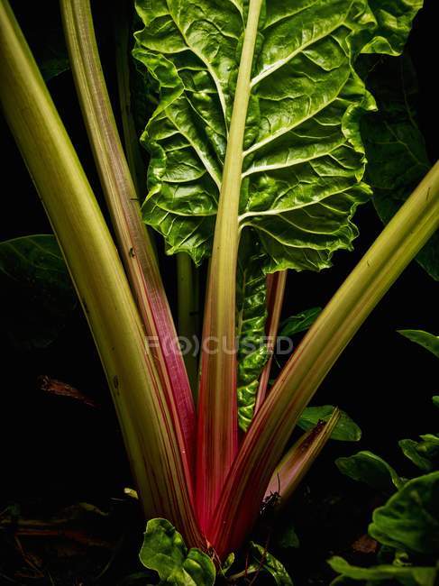 Rhubarb plant in soil — Stock Photo