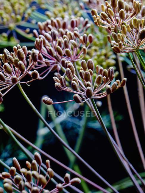 Vista ravvicinata dei semi di cumino sulle ombrelle — Foto stock