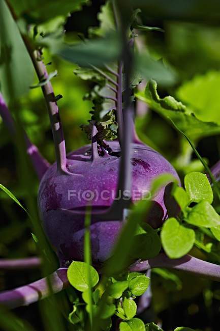 Purple kohlrabi plant — Stock Photo