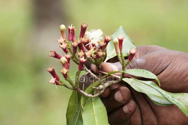 Vue rapprochée d'une main tenant des fleurs de clou de girofle — Photo de stock