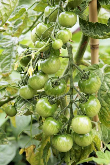 Green tomatoes on vine — Stock Photo