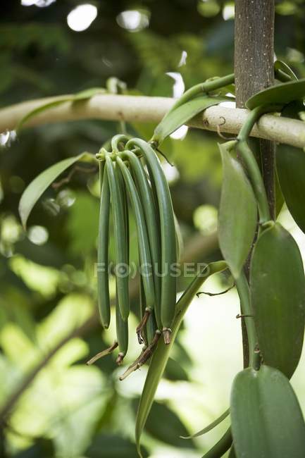 Vue rapprochée des gousses de vanille verte sur la plante — Photo de stock
