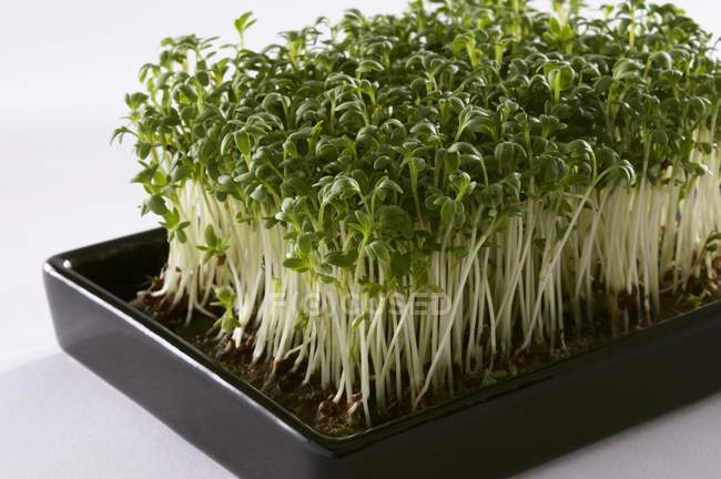 Crescione fresco in un vassoio di semi — Foto stock