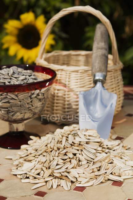 Heap of sunflower seeds — Stock Photo