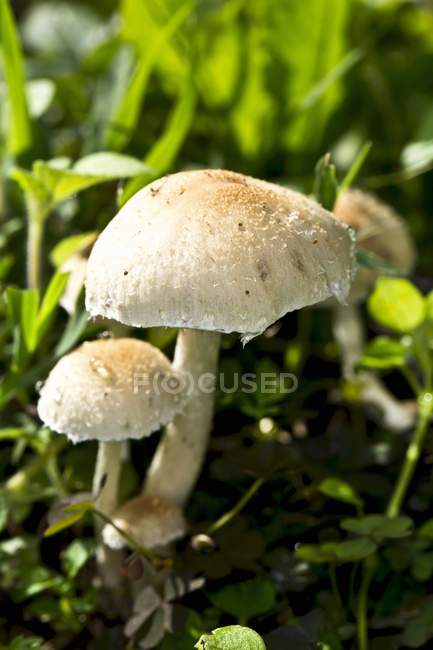Closeup daytime view of raw mushrooms outdoors — Stock Photo