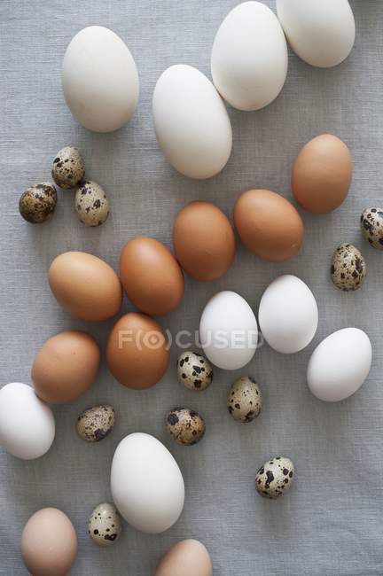 Différents types d'œufs — Photo de stock