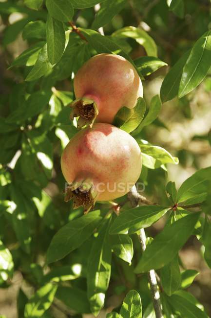 Pomegranates growing on tree — Stock Photo
