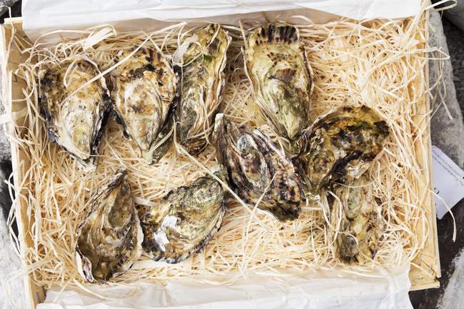 Fresh oysters in transportation box — Stock Photo