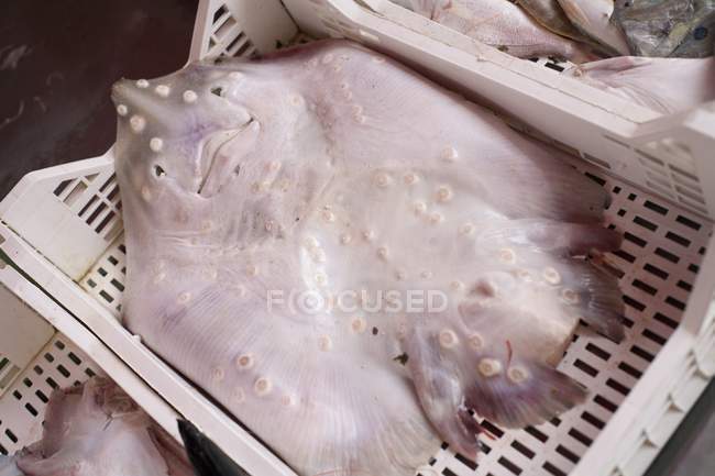 Fresh-Caught Ray fish — Stock Photo