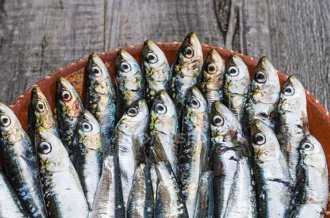 Fresh raw Sardines in bowl — Stock Photo