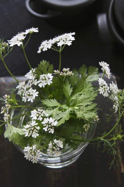 Coriander leaves with flowers — Stock Photo