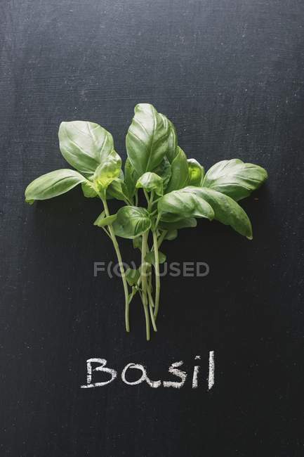 Fresh Basil leaves — Stock Photo