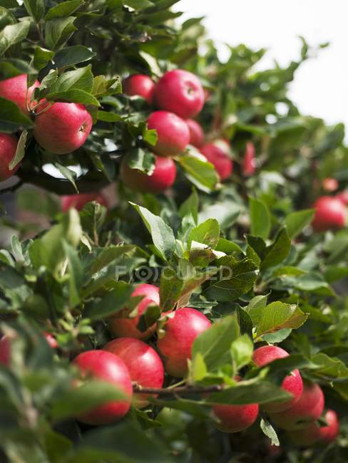 Manzanas maduras en el árbol - foto de stock