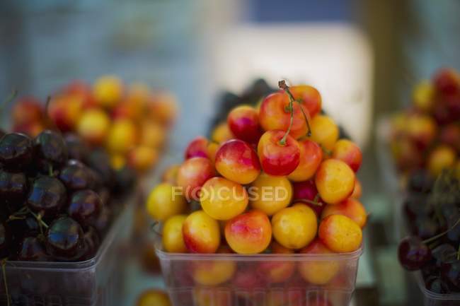 Cerezas frescas Rainier - foto de stock
