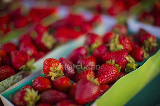 Strawberries in paper punnets — Stock Photo