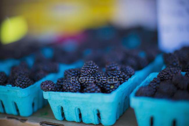 Blackberries in blue punnets — Stock Photo