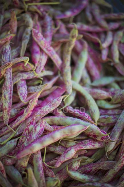 Fresh Borlotti beans — Stock Photo