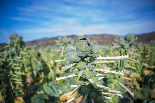 Brussels sprouts plants — Stock Photo