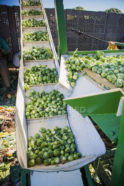 Sprouts being sorted — Stock Photo