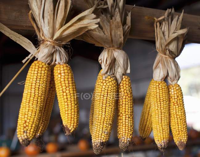 Mazorcas de maíz colgadas para secar - foto de stock