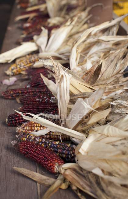 Pannocchie di mais essiccate colorate — Foto stock