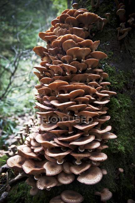 Mushrooms growing on a tree stump in a forest — Stock Photo